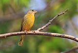 Saffron Finch